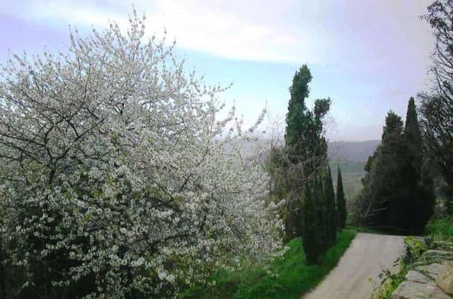 Appartamento La Lilla - Appartamento per le vacanze Ambiente