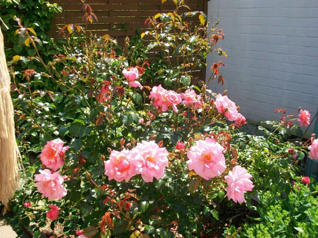 FH Arche Noah - Maison de vacances Jardin FH Arche Noah - Maison de vacances Jardin