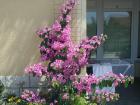 3 Palme www.cro-apartments.com - Vacation Apartment crikvenica