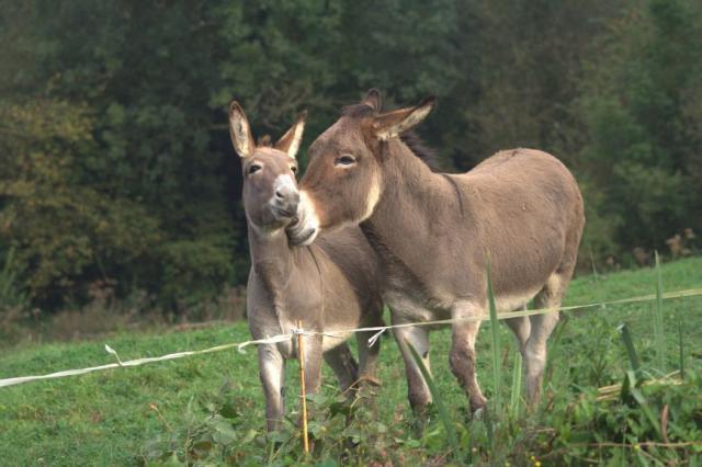 Ferienhof La Vicomterie - Ferienwohnung Freizeit