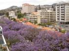 apartfunchal  - Εξοχικό διαμέρισμα Φουντσάλ