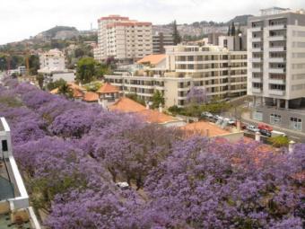 Ferielejlighed apartfunchal (2 to 6 persons) Omgivelser Ferielejlighed Funchal Omgivelser
