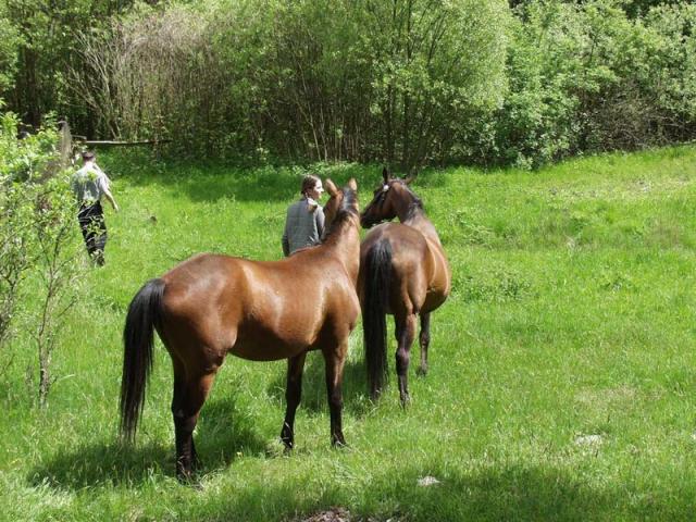 Waldpension ADLER - комната свободное время