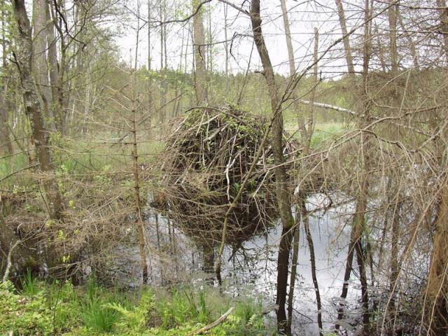Waldpension ADLER - комната свободное время