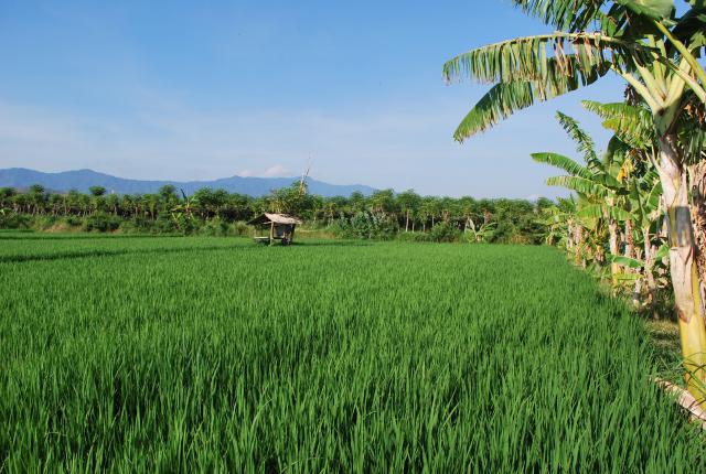 Villa Cerah, Bali - Rekreační apartmán Kuchyň