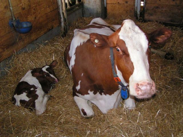 Photos for house 2753