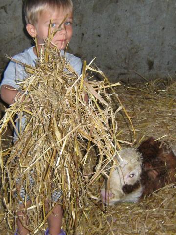 Photos for house 2753