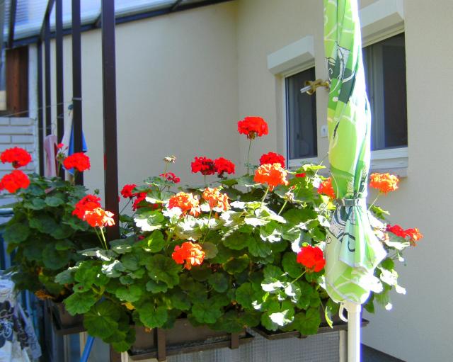 Photos for house 2938