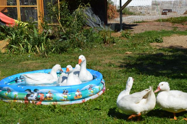 Photos for house 3039