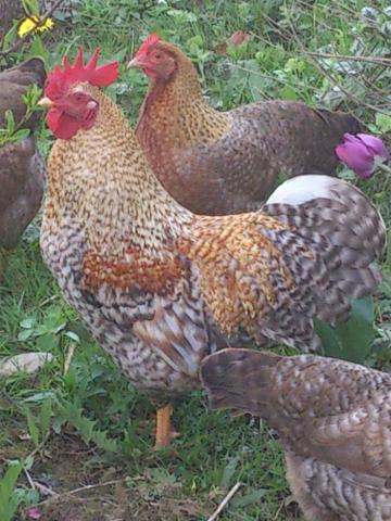 Photos for house 3039