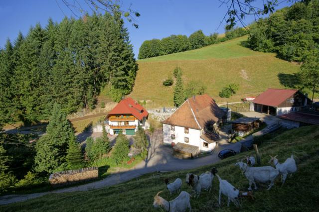 Photos for house 3631