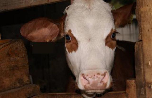 Photos for house 3631