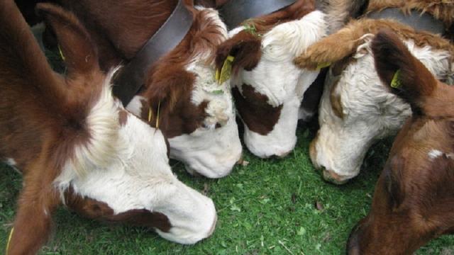 Photos for house 3731