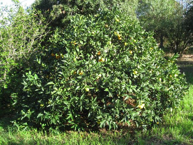 Photos for house 3882