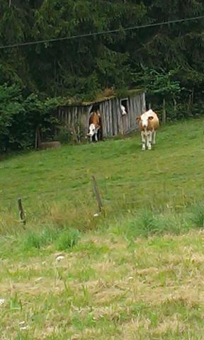 Photos for house 3953