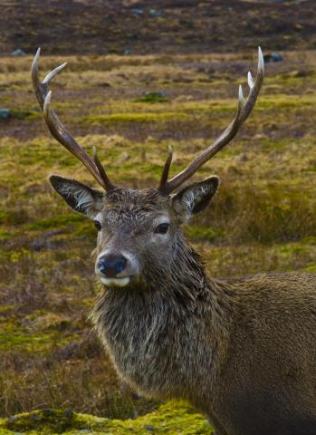 Photos for house 6590