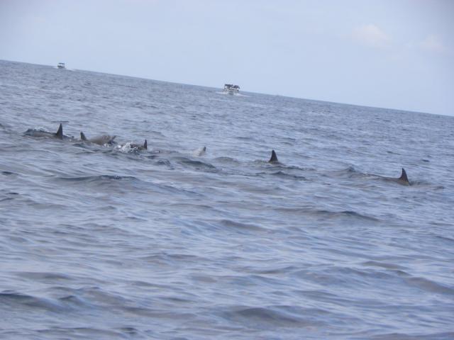 Photos for house 6901