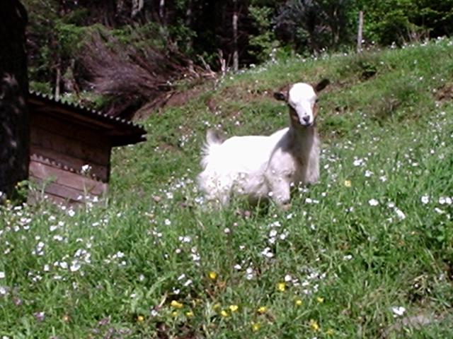 Photos for house 6999