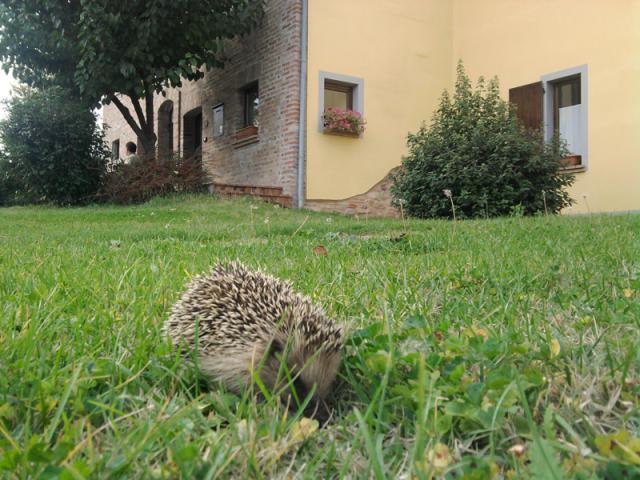 Photos for house 7471