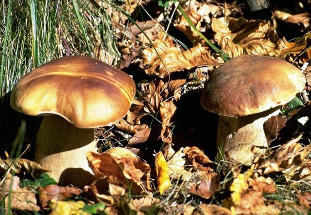 Photos for house 7524