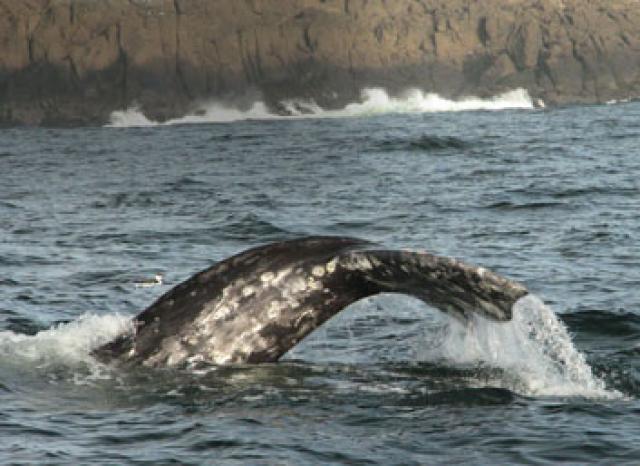 Photos for house 7773