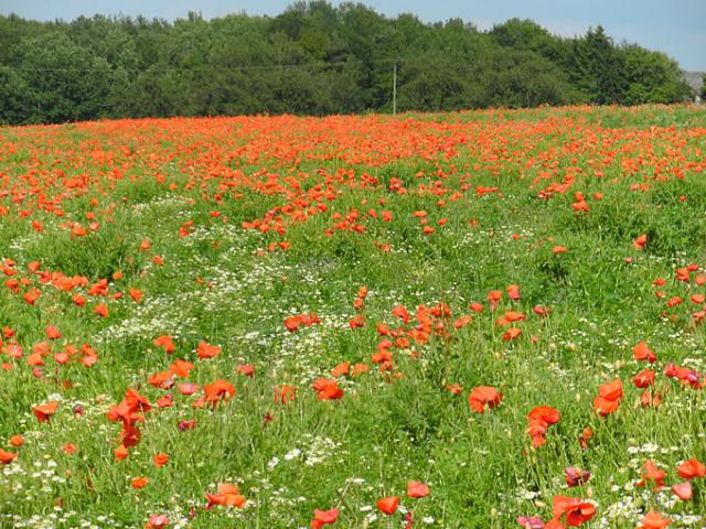 Photos for house 7910