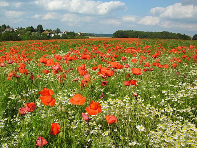 Photos for house 7942