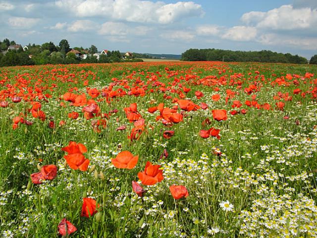 Photos for house 7944