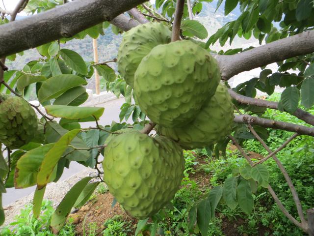 Photos for house 8539