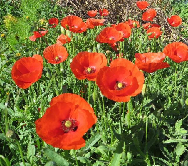 Photos for house 8539