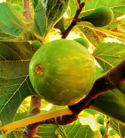 Photos for house 8539