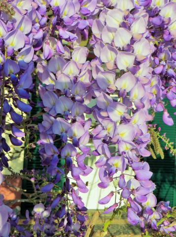 Photos for house 8539