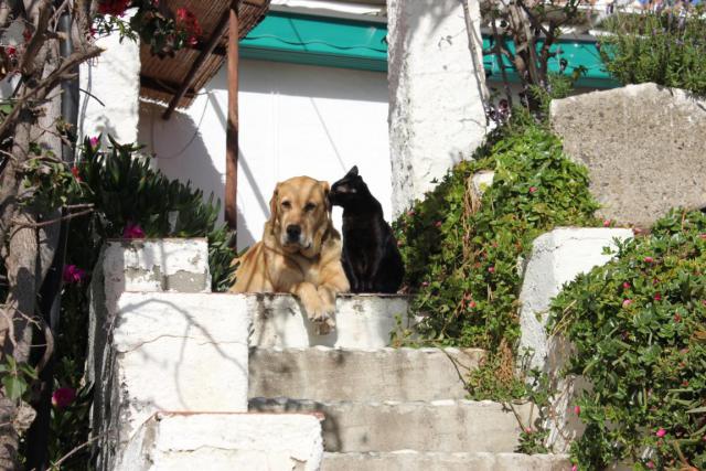 Photos for house 9690