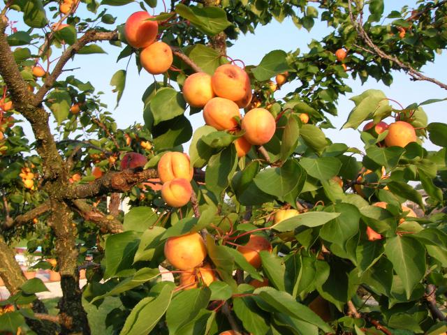 Photos for house 9706