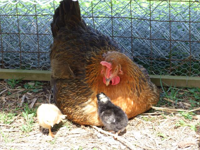 Photos for house 148313