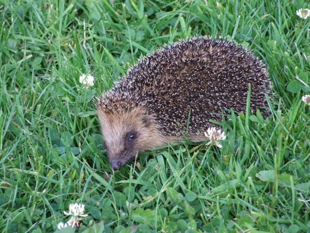 Photos for house 148313