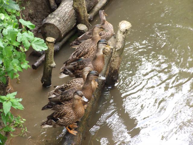 Photos for house 148313