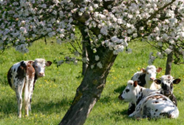 Photos for house 148313