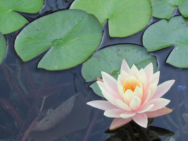 Photos for house 148420