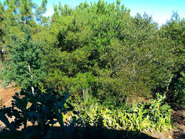 Photos for house 148613