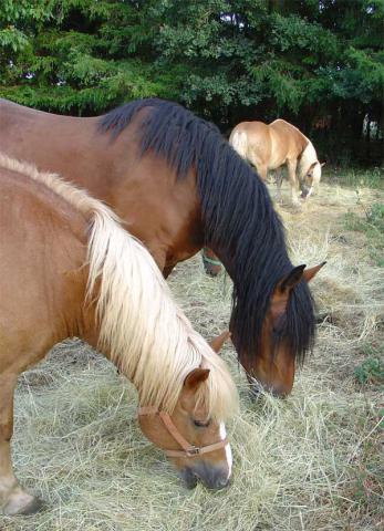 Photos for house 148762