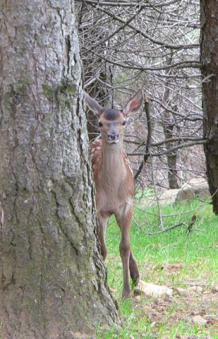 Photos for house 149132