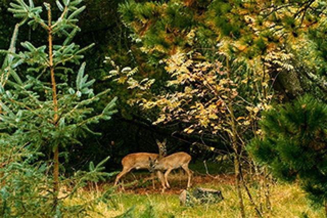 Photos for house 149171