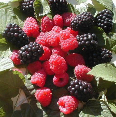 Photos for house 149904