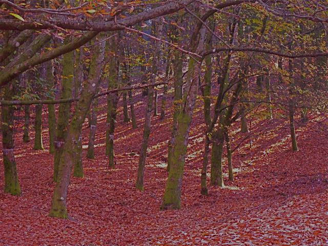 Photos for house 150802