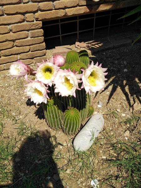 Photos for house 183668