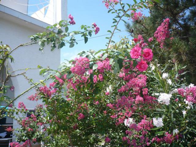 Photos for house 183890