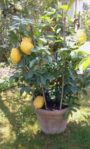 Photos for house 185027