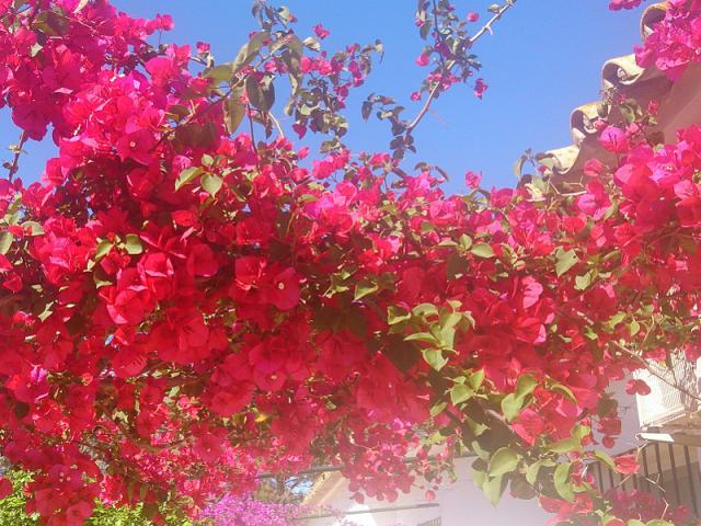 Photos for house 508143