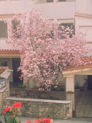 Photos for house 508396